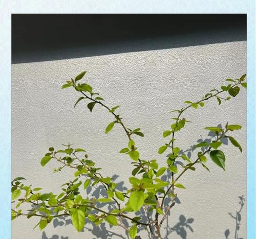 三角梅枝条怎么盘枝条？如何修剪以促进美观？