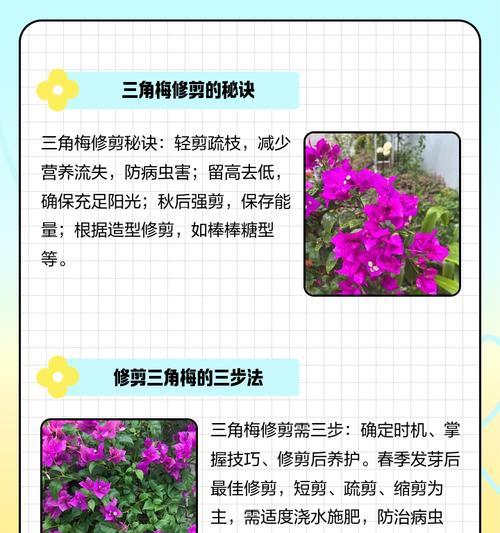 三角梅枝条怎么盘枝条？如何修剪以促进美观？