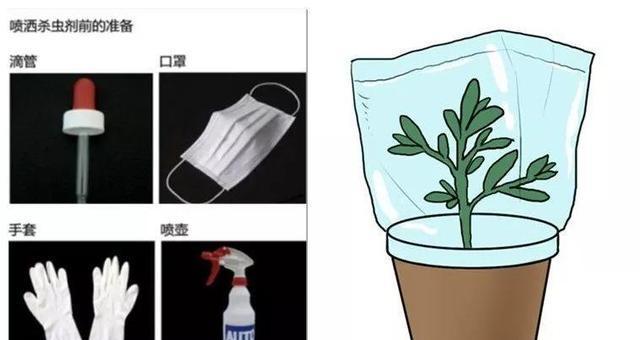 月季镊子选择技巧有哪些？哪种更适合修剪月季？