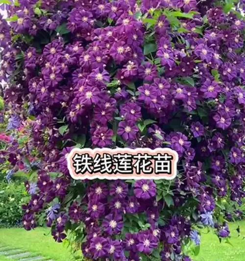 铁线莲小苗大盆种植的处理方法是什么？