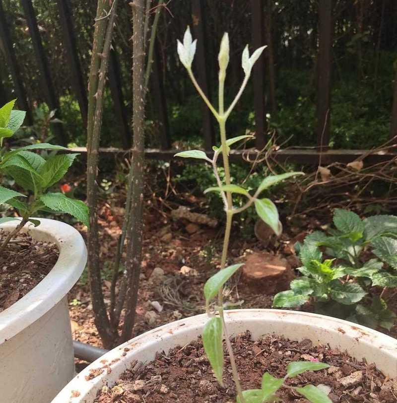 铁线莲小苗大盆种植的处理方法是什么？