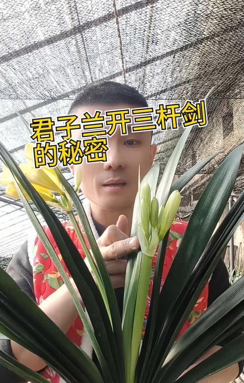 君子兰盆景养护技巧？如何保持其美观？