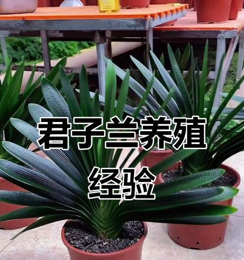 君子兰盆景养护技巧？如何保持其美观？