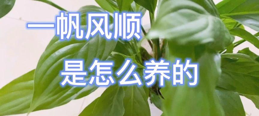 平安浇水的正确方法是什么？