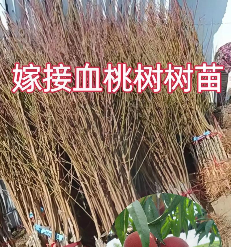 贵妃血桃的栽培技术有哪些？贵妃血桃栽培要点是什么？