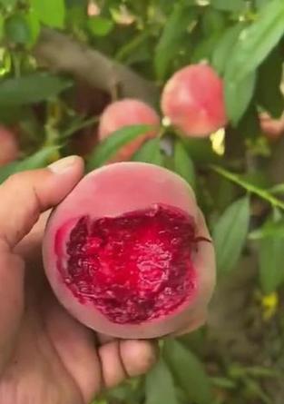 贵妃血桃的栽培技术有哪些？贵妃血桃栽培要点是什么？