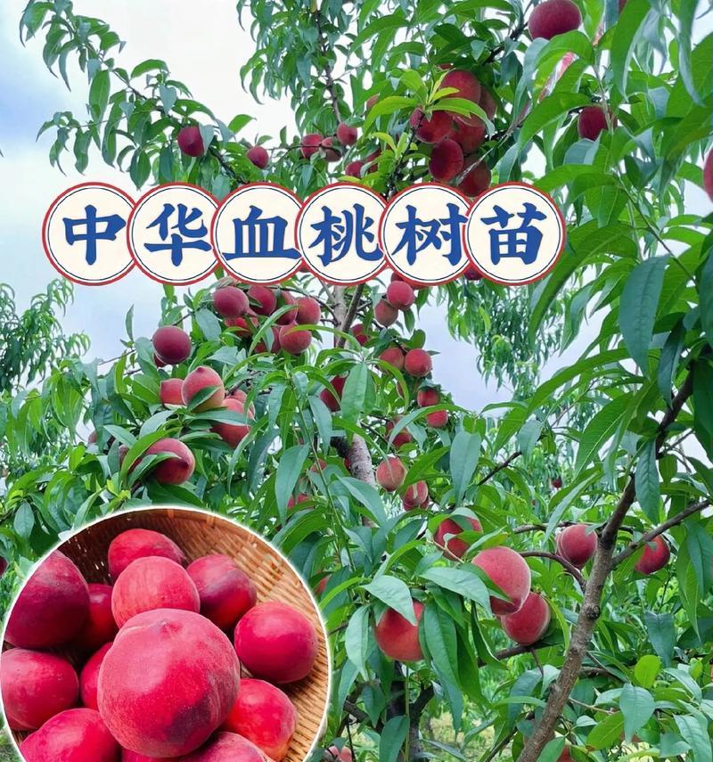 贵妃血桃的栽培技术有哪些？贵妃血桃栽培要点是什么？