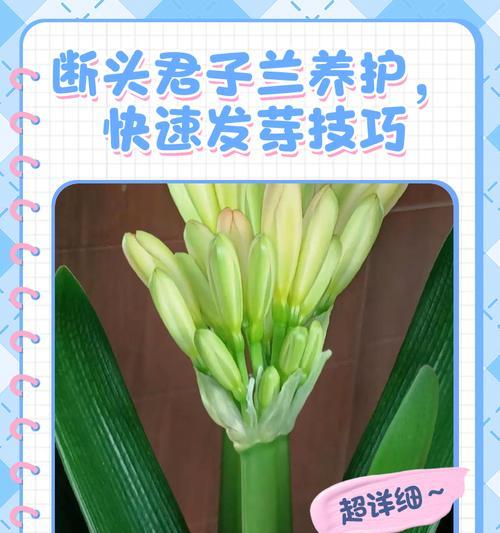 冻伤君子兰的抢救方法是什么？如何恢复其生长？