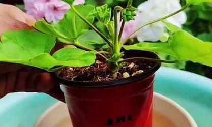 天竺葵换盆时如何处理根部？保持根部干净的技巧有哪些？