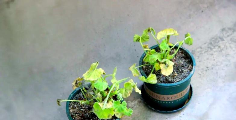 天竺葵换盆时如何处理根部？保持根部干净的技巧有哪些？