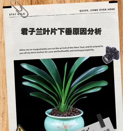 君子兰叶片出现铁锈色的原因是什么？