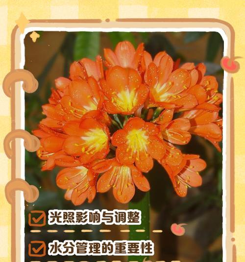 君子兰叶片出现铁锈色的原因是什么？