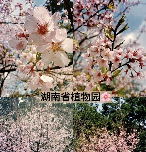 湖南长沙观赏植物有哪些？如何选择适合本地的品种？