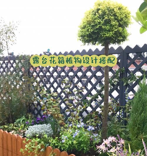 如何让天竺葵的花色变成蓝色？