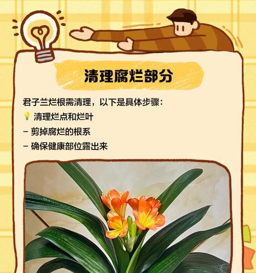 君子兰满盆爆花了怎么办？如何处理？