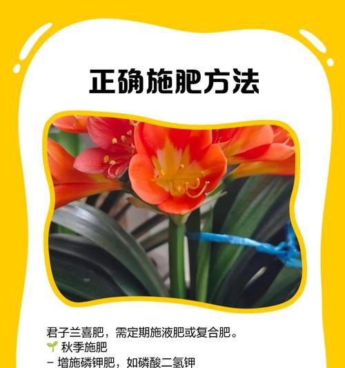 君子兰满盆爆花了怎么办？如何处理？