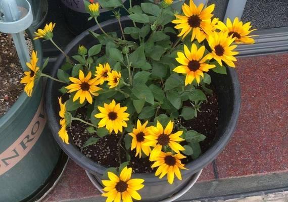 屋阳台适合养哪些类型的花？