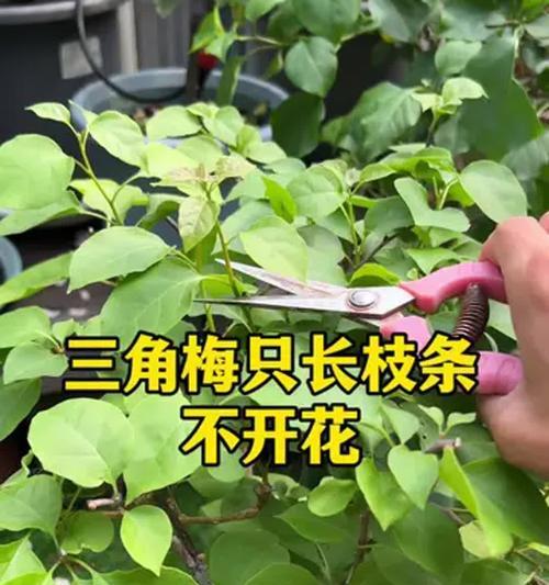 三角梅套盆后浇水需要注意什么？