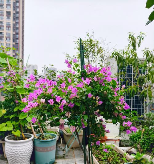 三角梅套盆后浇水需要注意什么？
