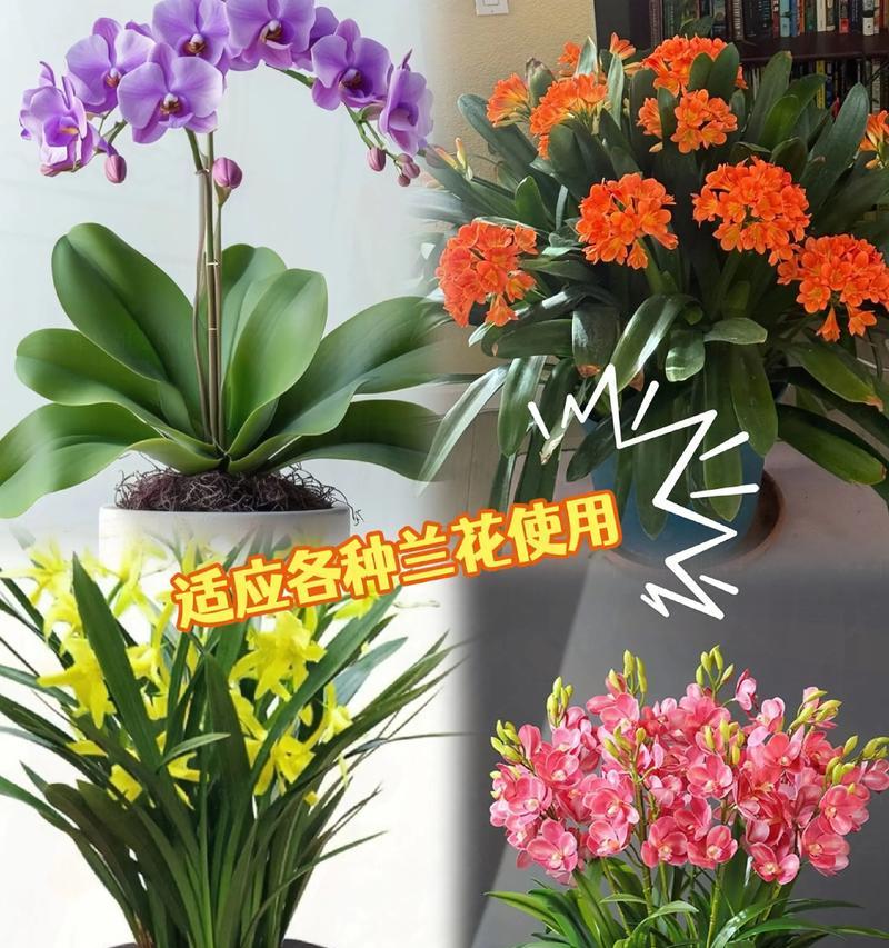 君子兰配土的美观方法是什么？