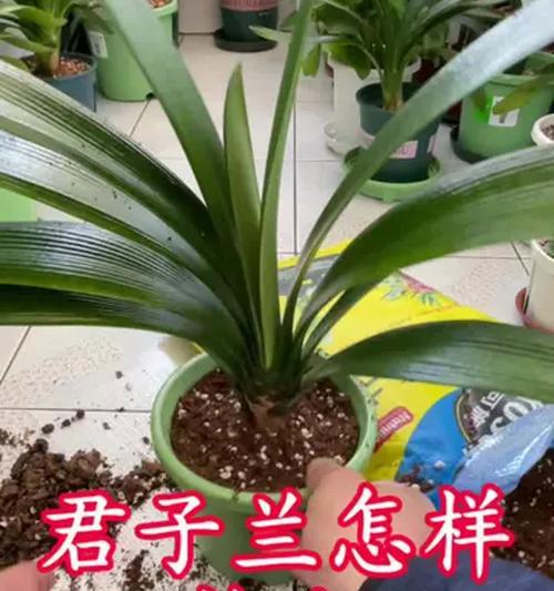 君子兰配土的美观方法是什么？