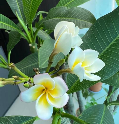客厅阳台适合养哪些花卉？