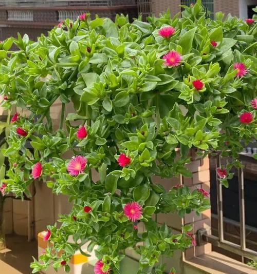 客厅阳台适合养哪些花卉？