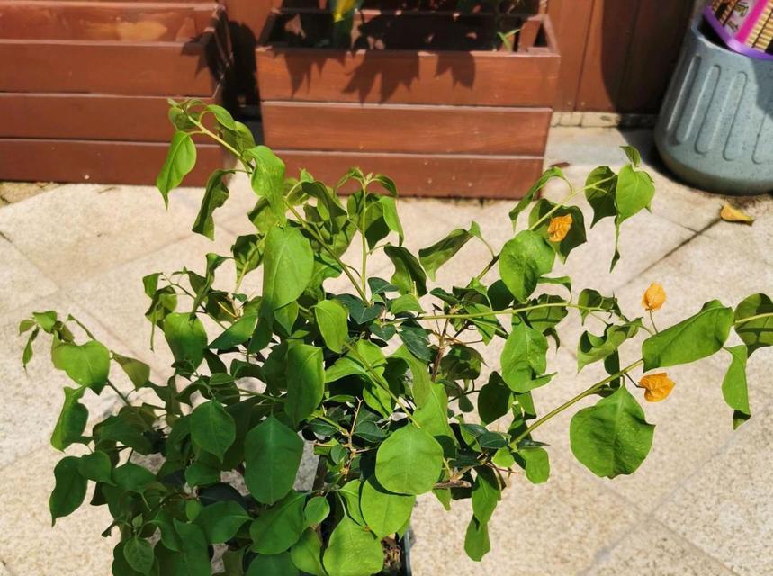 三角梅不想让它开花怎么处理？控制开花的方法是什么？