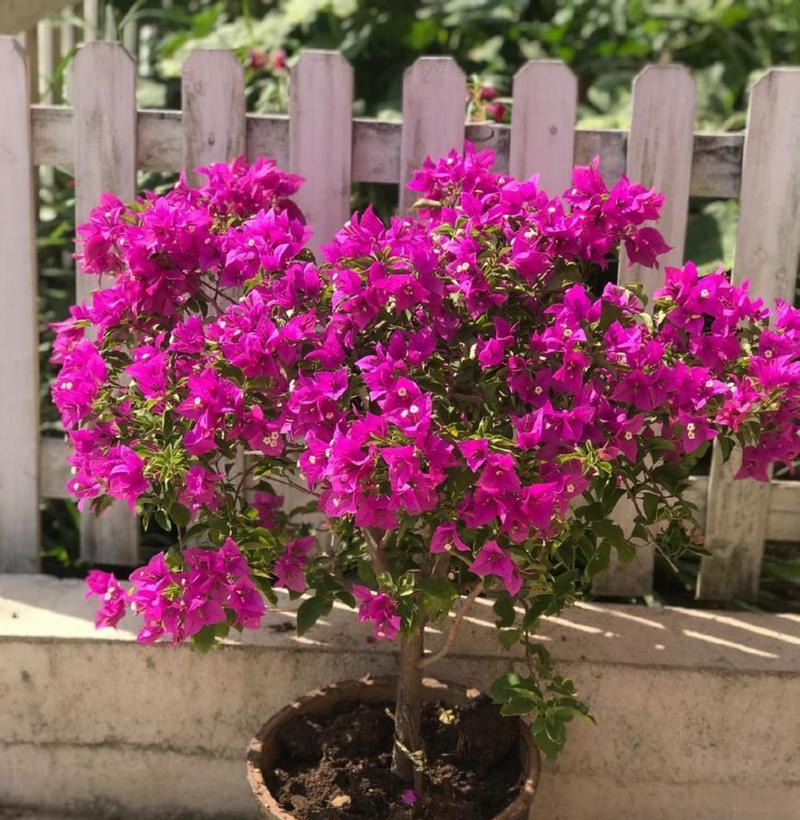 三角梅不想让它开花怎么处理？控制开花的方法是什么？