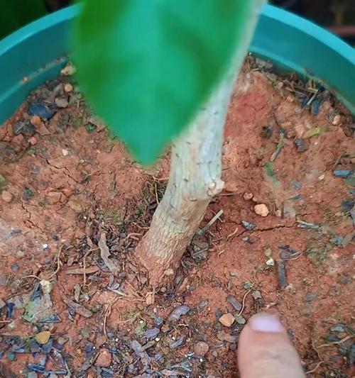 三角梅不想让它开花怎么处理？控制开花的方法是什么？