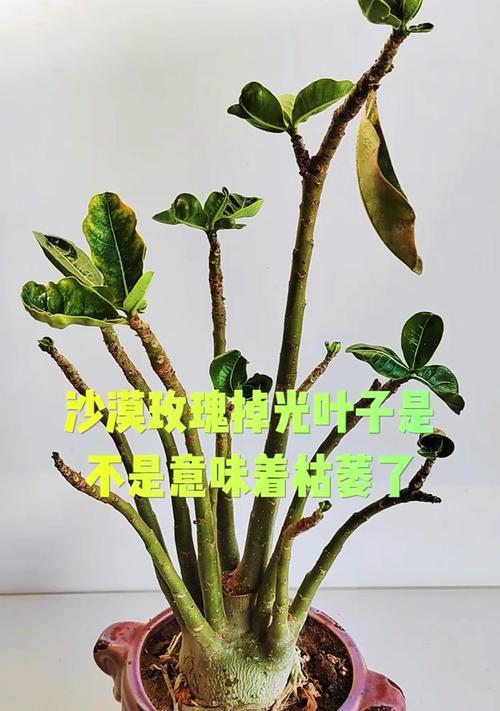 玫瑰叶子栽培技术要点有哪些？如何确保叶子健康生长？