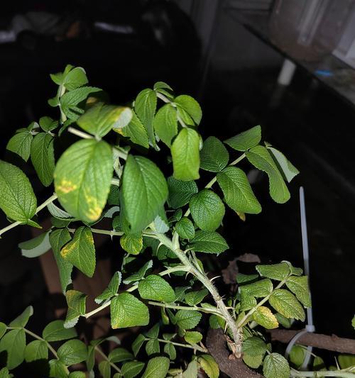 玫瑰叶子栽培技术要点有哪些？如何确保叶子健康生长？