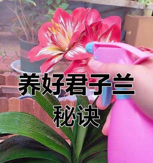 君子兰服盆状态是什么意思？