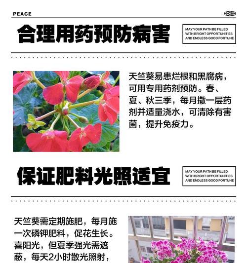 天竺葵浇水过多叶子焉了？急救措施是什么？