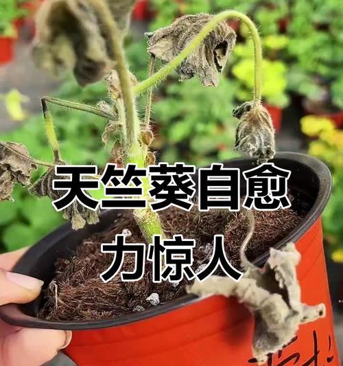 天竺葵浇水过多叶子焉了？急救措施是什么？