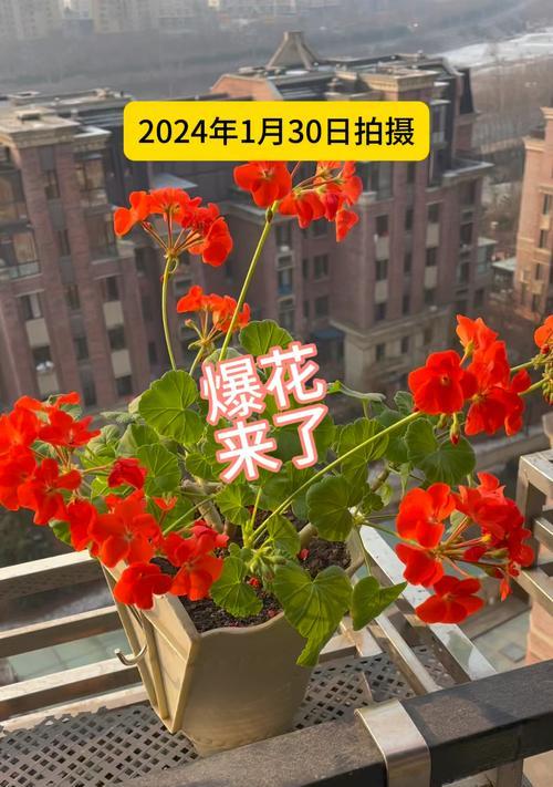 帝国天竺葵容易爆花吗？如何养护？