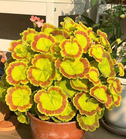 帝国天竺葵容易爆花吗？如何养护？