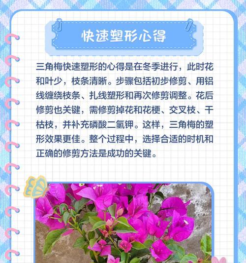 三角梅修剪成球形枝条的方法是什么？修剪技巧有哪些？