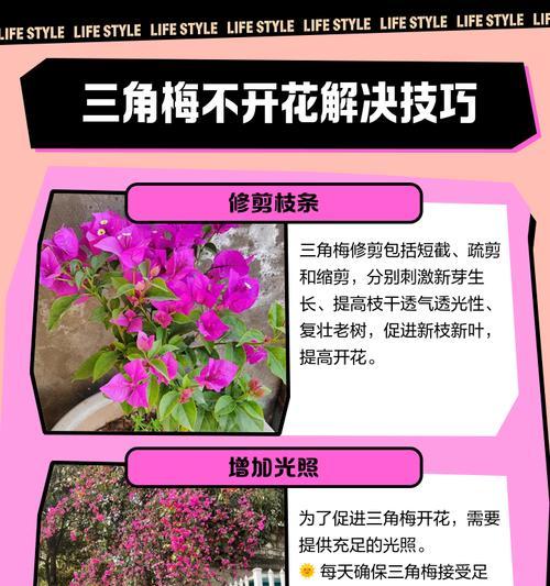 三角梅修剪成球形枝条的方法是什么？修剪技巧有哪些？