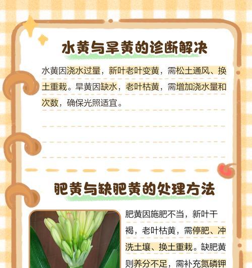 君子兰叶子发黄怎么办？如何处理黄色长叶子？