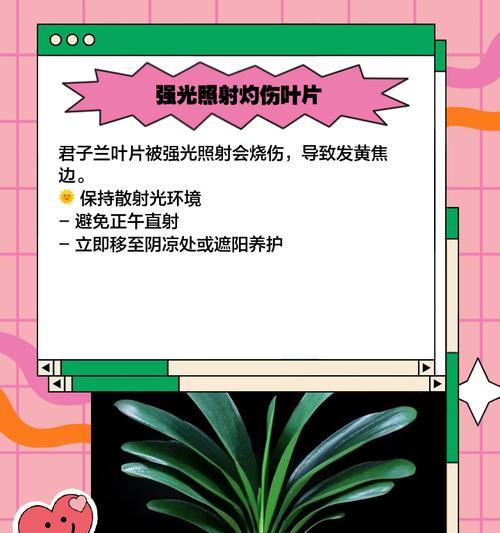 君子兰叶子发黄怎么办？如何处理黄色长叶子？