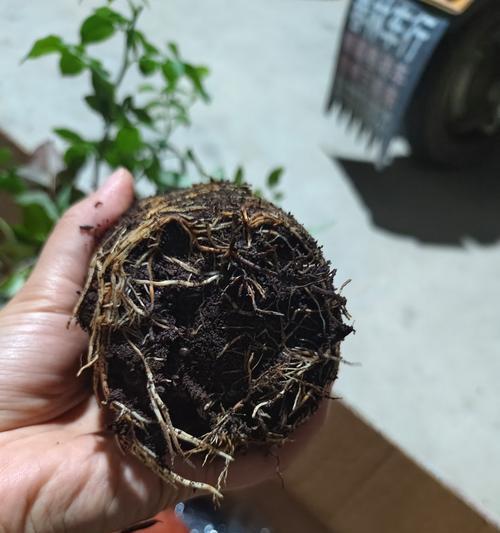 月季抗病盆栽的养护技巧有哪些？
