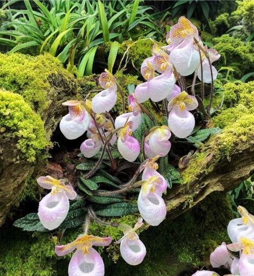 哪些兰科植物具有长花期？
