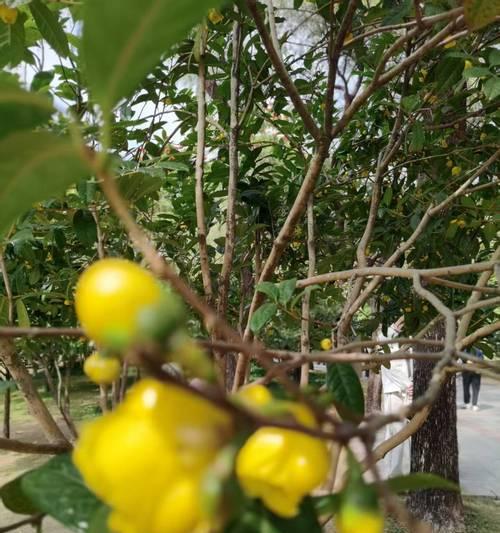 观赏植物有哪些种类？道具观赏植物包括哪些？