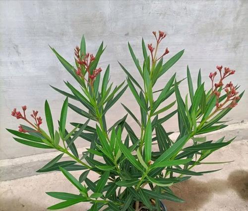 观赏植物有哪些种类？道具观赏植物包括哪些？