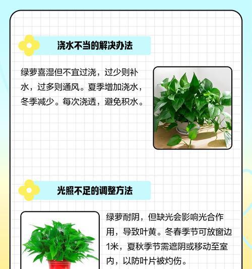 叶子发黄是怎么回事？如何判断叶子发黄的原因？