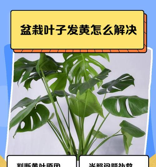 叶子发黄是怎么回事？如何判断叶子发黄的原因？
