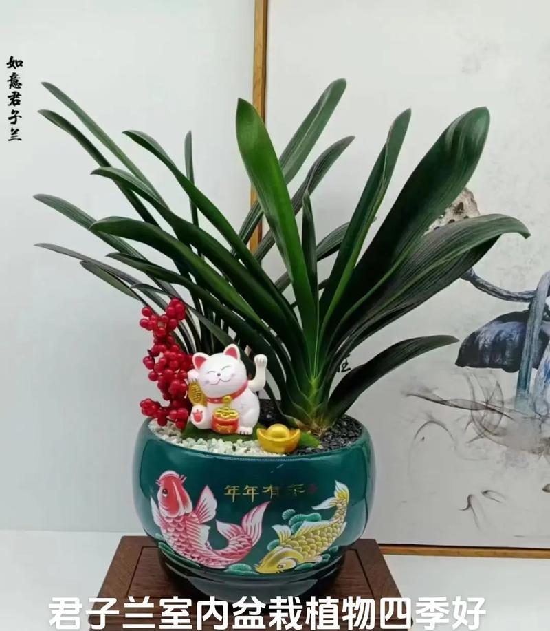 君子兰用方盆栽种方法是什么？