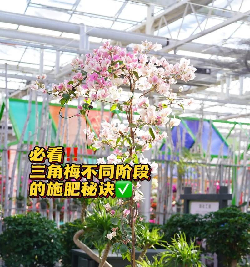 三角梅的优质养植方法是什么？