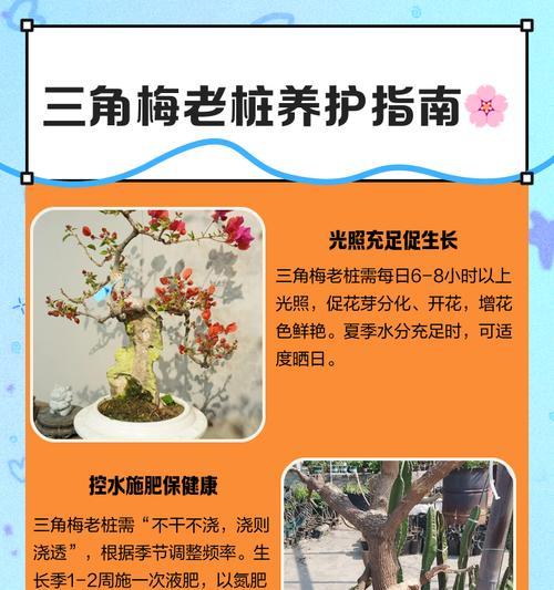 三角梅的优质养植方法是什么？